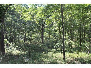 Property photo 22 - LAND AUCTION - 440+/- ACRES OFFERED IN 17 TRACTS IN OSAGE CO., OKLAHOMA
